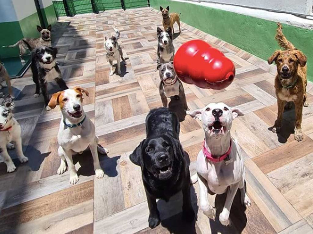 DogsLife Gallery