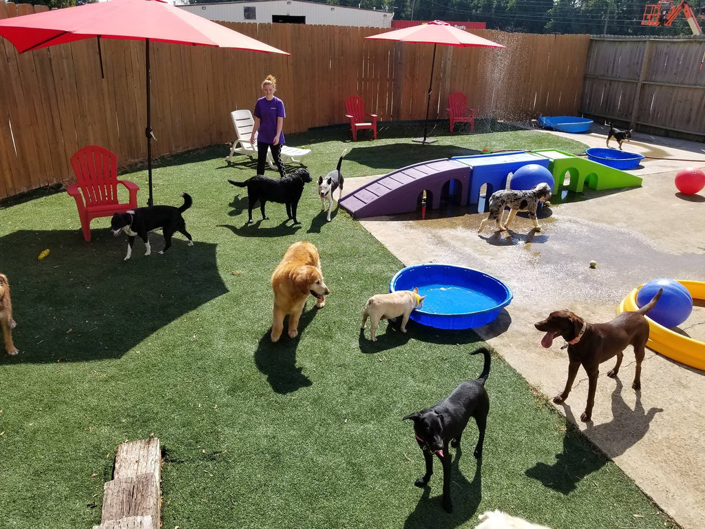 DogsLife Gallery